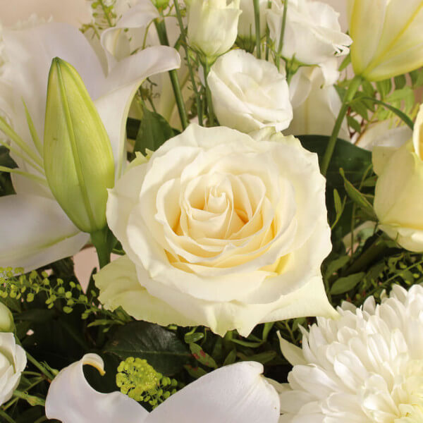 Timeless White - Image 2